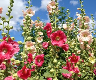 hollyhocks in mixed colors in cottage garden display