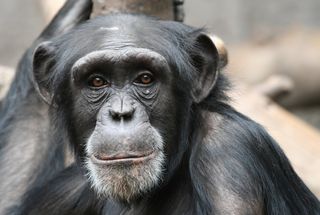 portrait of a young chimpanzee