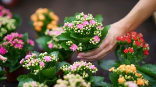 A customer selects a pink flowered Kalanchoe (Kalanchoe blossfeldiana) from a colourful array of Kalanchoe plants