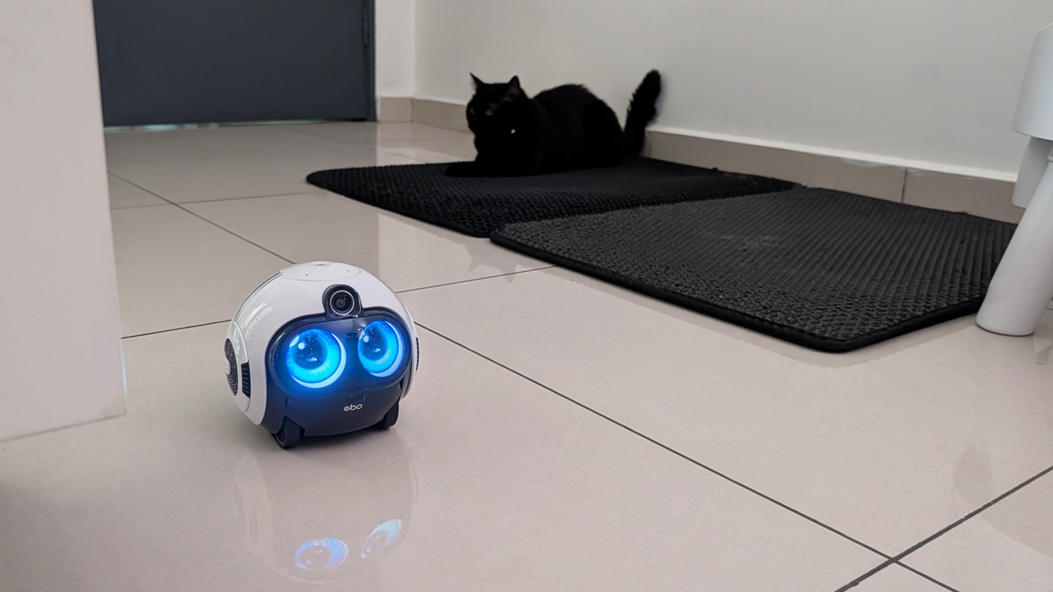 Enabot EBO Max family bot and a black cat in a house