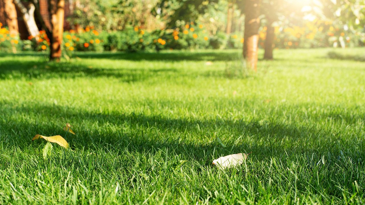 green lawn in the sunshine