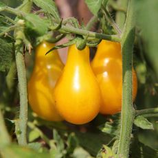Yellow pear tomatoes on the vine