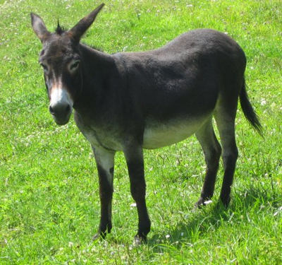 donkey