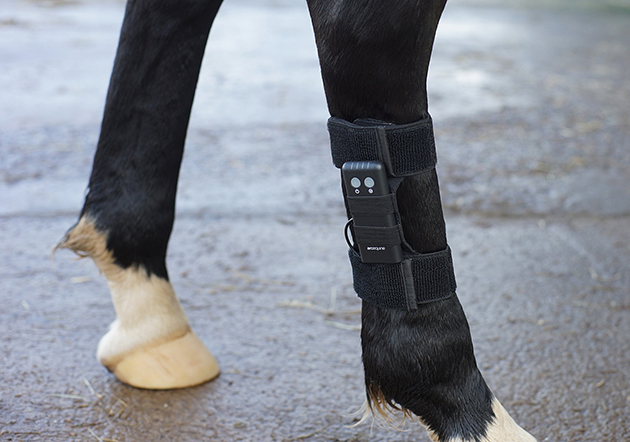 ArcEquine_in_use_hind_legcrop.jpg