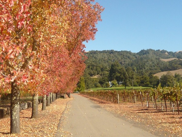 Alexander Valley