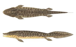 The earliest known neck belongs to Tiktaalik roseae, a transitional animal that's part fish, part four-limbed animal. T. roseae was discovered in 2004 in northern Canada's Ellesmere Island.