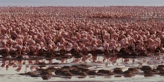 Flamingos flock in The Crimson Wing: Mystery Of The Flamingos