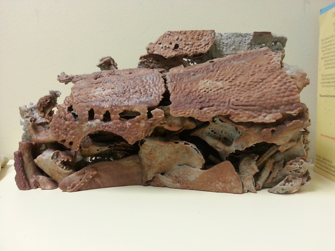 A 3D copy of a 400 million-year-old placoderm skull found in Taemas, New South Wales.