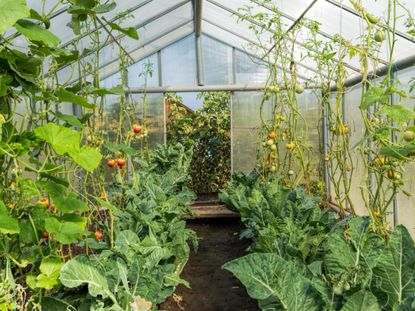 A Diseased Greenhouse