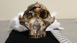 A view of the skull.