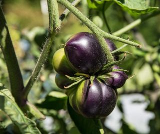 Black Beauty heirloom tomato growing on the plant