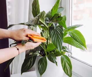 cleaning a peace lily houseplant