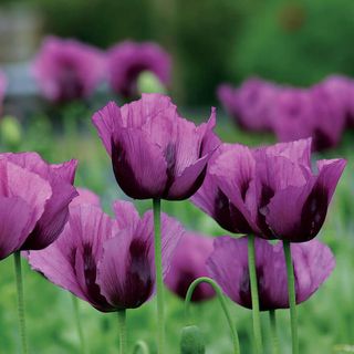 Hungarian Blue poppies