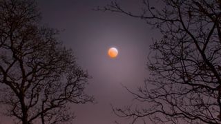 How to photograph the moon: The eclipsed moon seen through trees