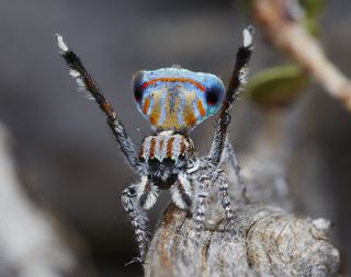 new species of peacock spider, Maratus australis