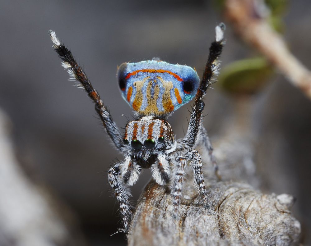 In Photos 7 New Species Of Peacock Spider Live Science