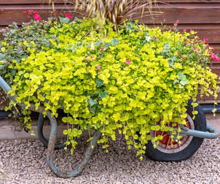 Creeping Jenny growing in an old wheelbarrow