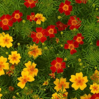 Marigold Seeds - Signata -