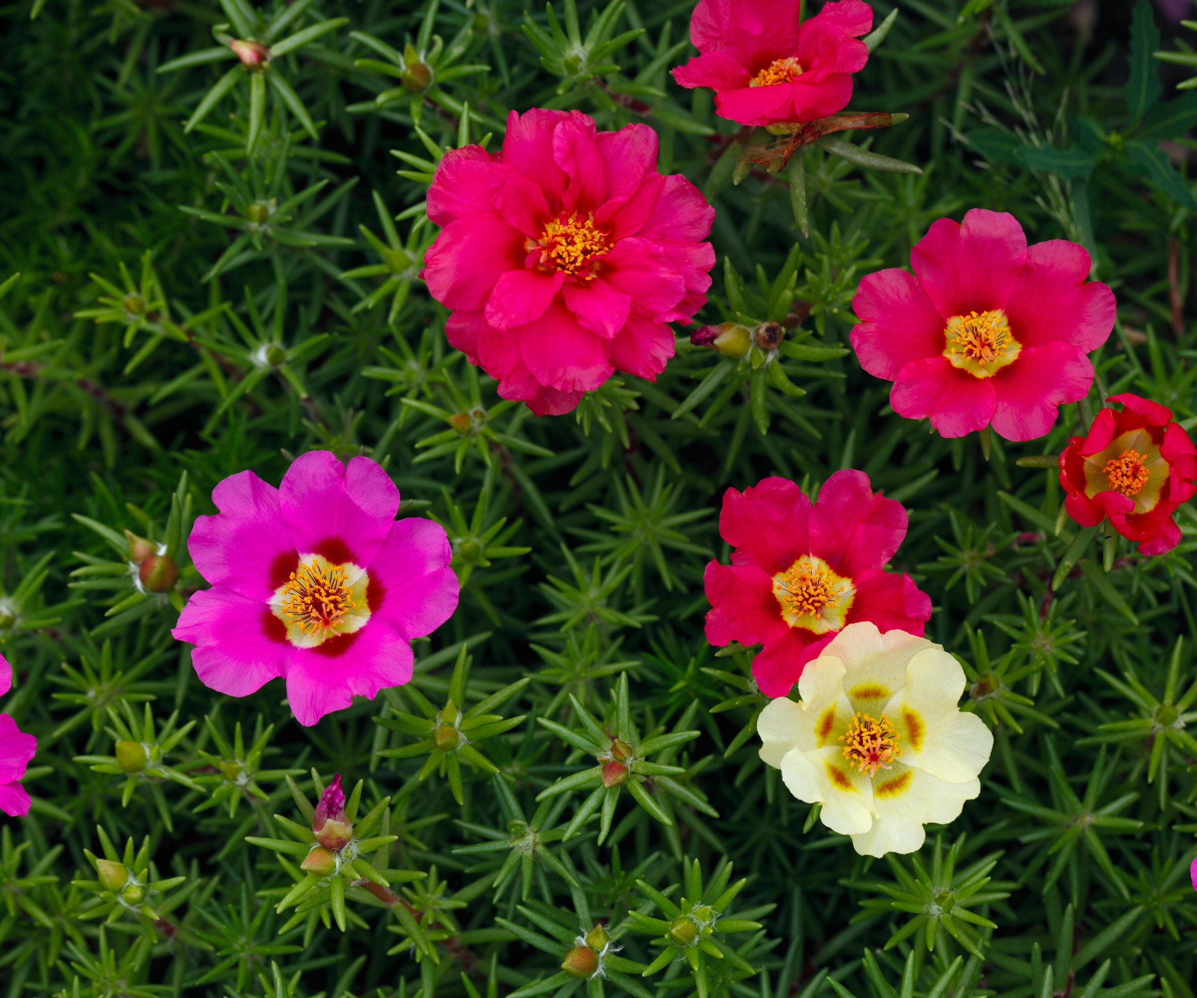A close-up of portulaca flowers in shades of red, pink, and purple