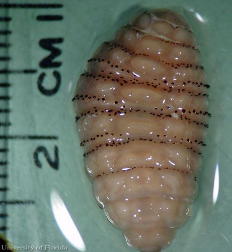 Flesh-Eating Maggots Attack Aussie Couple, Botfly Larvae