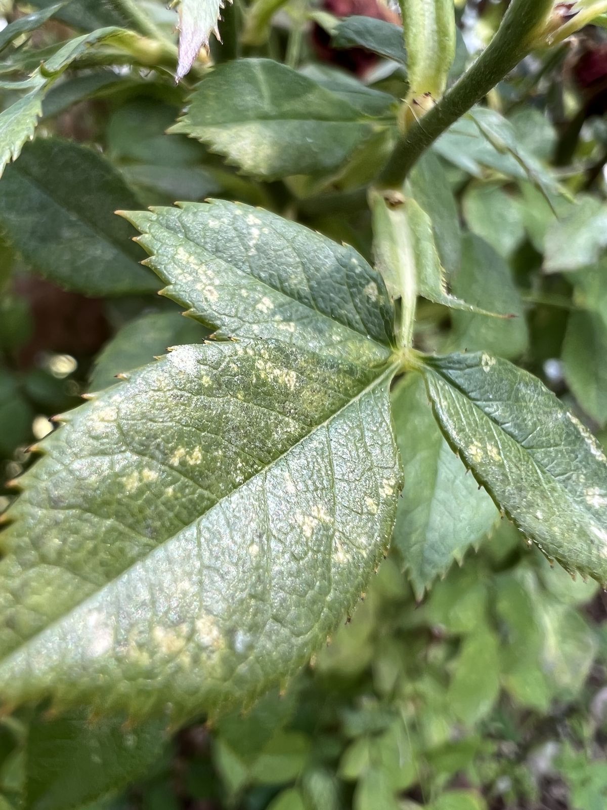 Leaf Macro