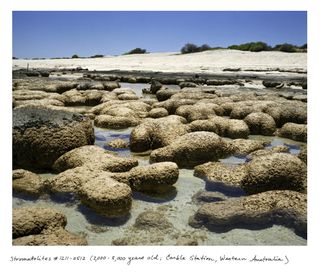 2,000-3,000 year old Stromatolites