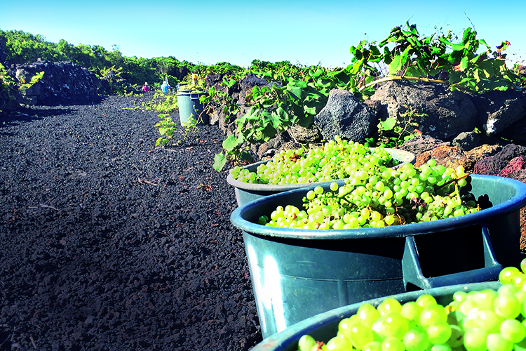 Fita Preta, Portugal