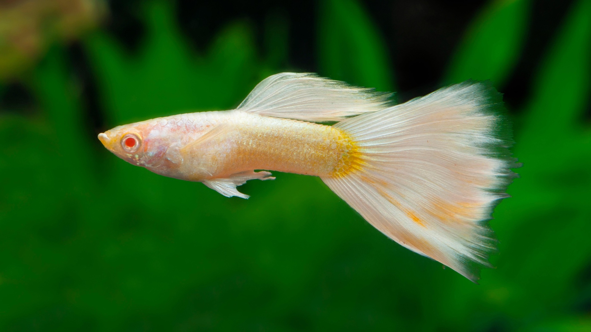 Platinum guppy