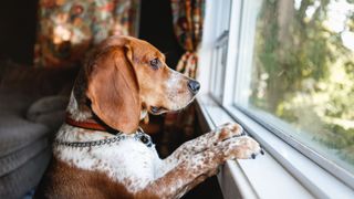 Ways to keep your pet entertained when you're not there — dog looking out a window 