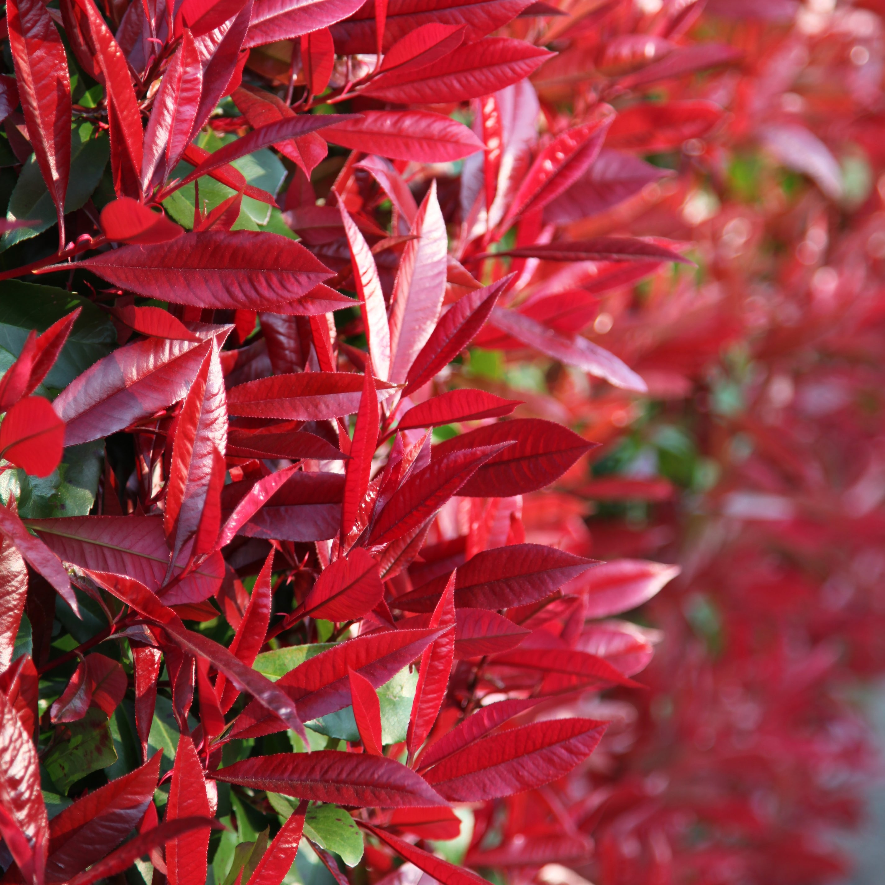 Photinia &amp;times; Fraseri 'red Robin'