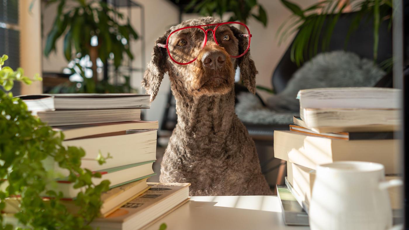 Smartest dog breeds: dog wearing glasses with pile of books