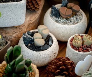 Lithops plants in small pots