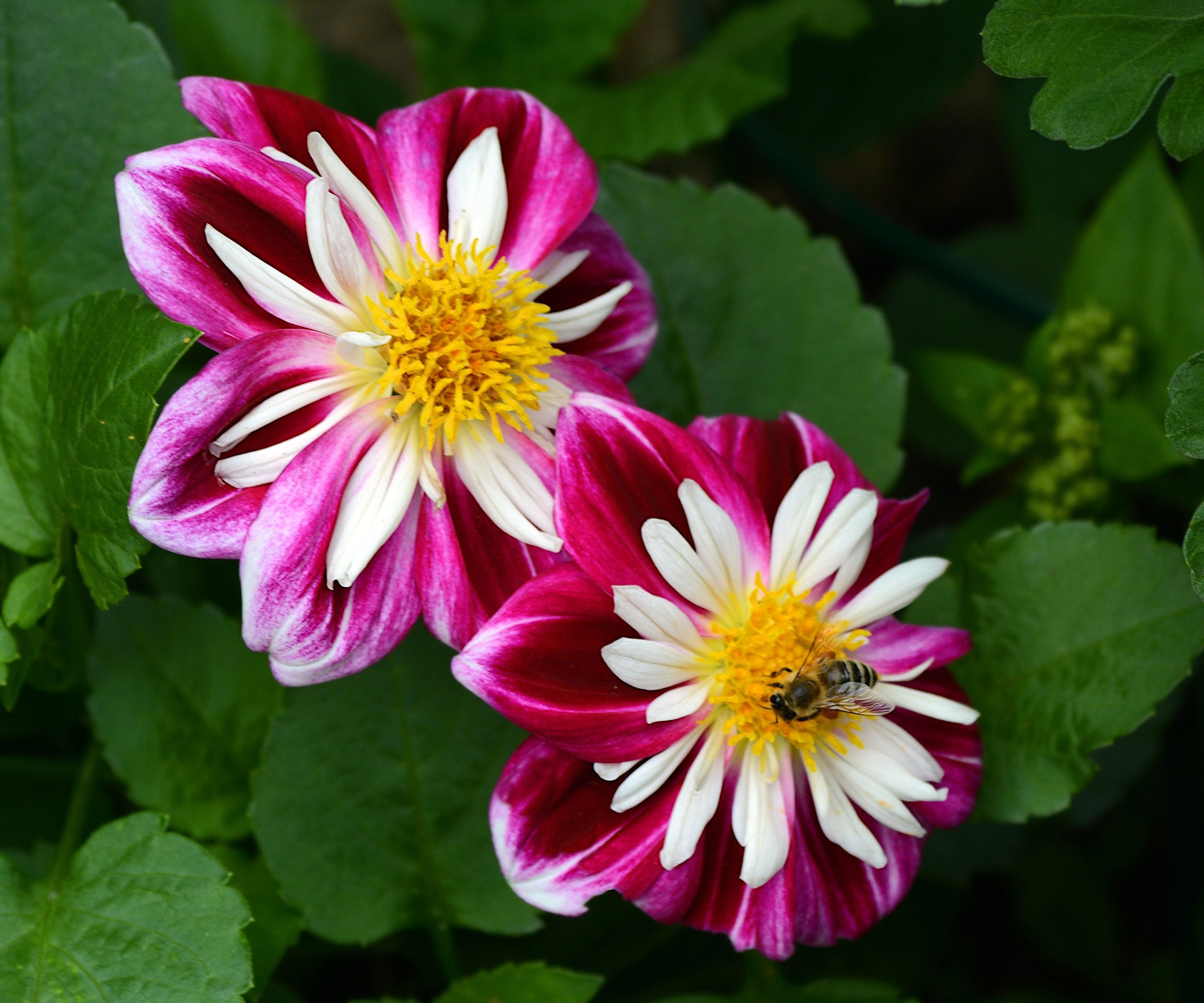 dahlia Yankee Doodle Dandy with pink and white flowers