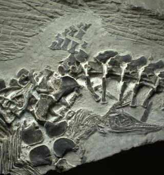 ichthyosaur mother