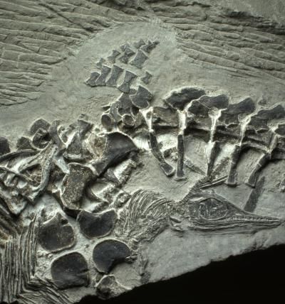 ichthyosaur mother