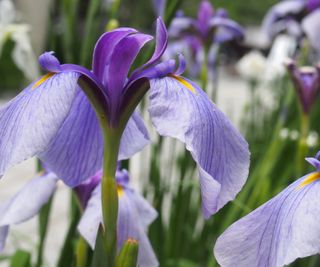 close up of purple Japanese Iris