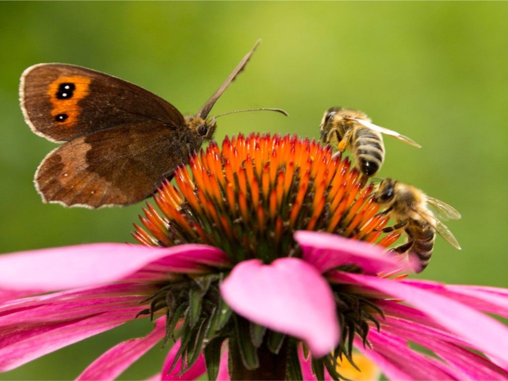 What Is An Ecosystem And How Your Garden Is Part Of One Gardening what-is-an-ecosystem-and-how-your-garden-is-part-of-one-gardening