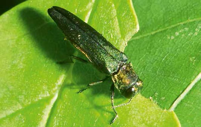 emerald ash borer