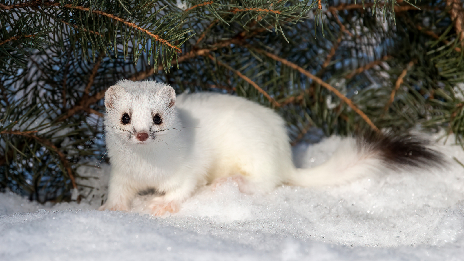 A white ermine weasel staring into the camera laying on the snow in front of a shrub