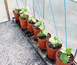 Cucumber plants growing in pots in a greenhouse