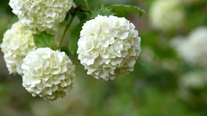 A close up of a group of spherical white flowers on a snowball viburnum shrub