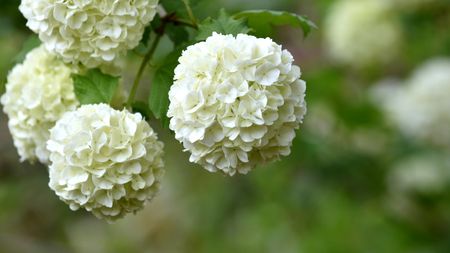 A close up of a group of spherical white flowers on a snowball viburnum shrub