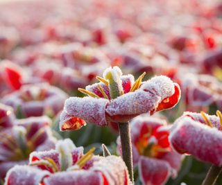 Many red flowers covered in frost