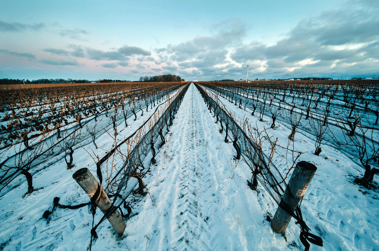 Image of a snowy vineyard in Niagara