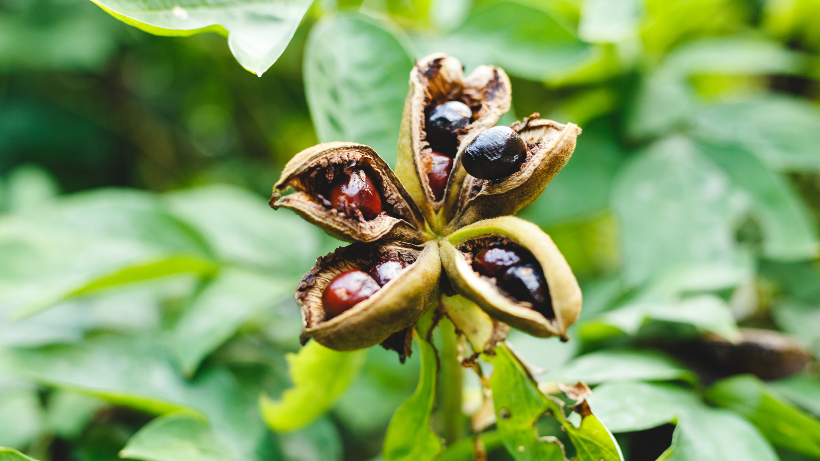 Peony seeds in the seed pod on a plant