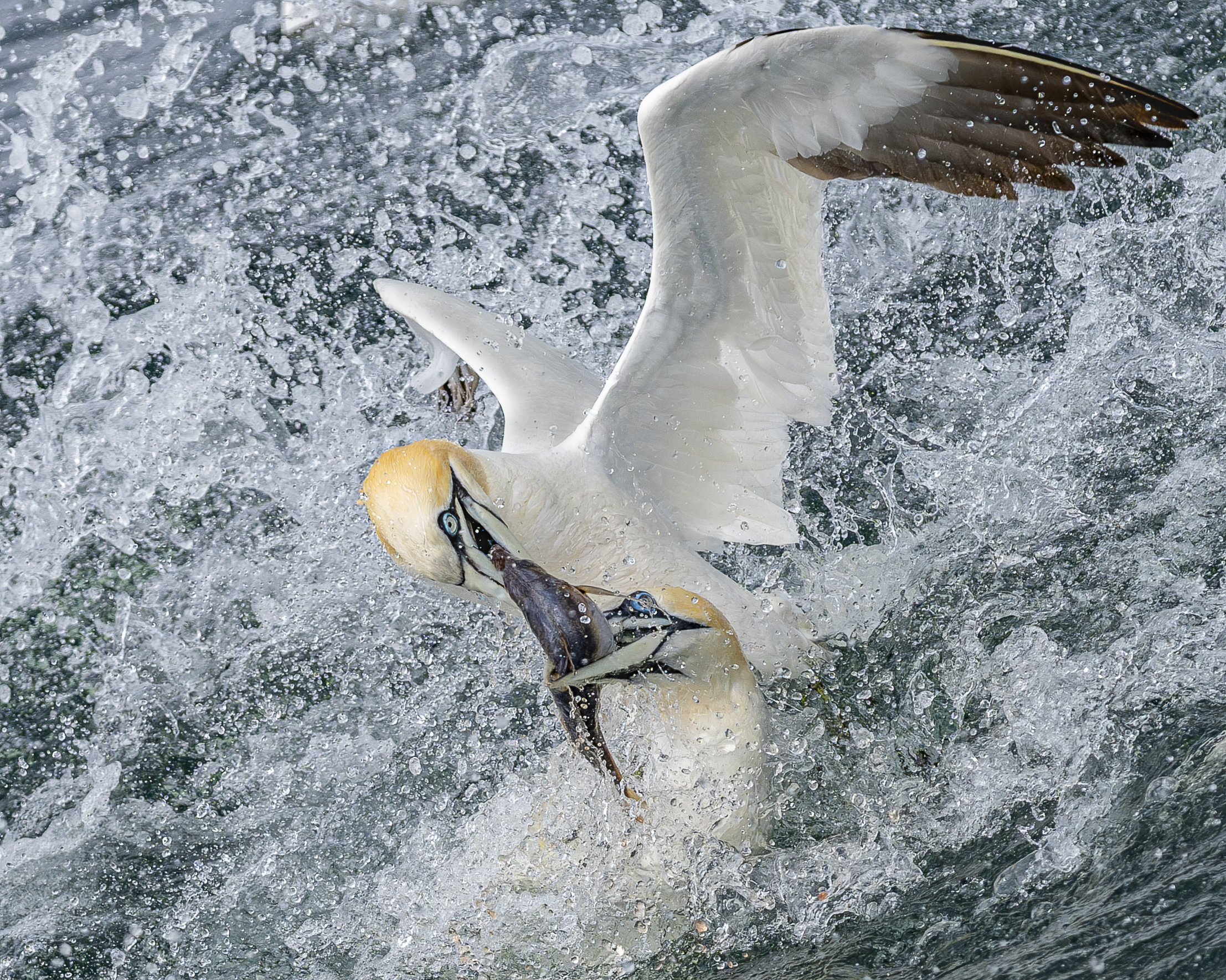 GuruShots - Nature&amp;rsquo;s Masterpiece 2026