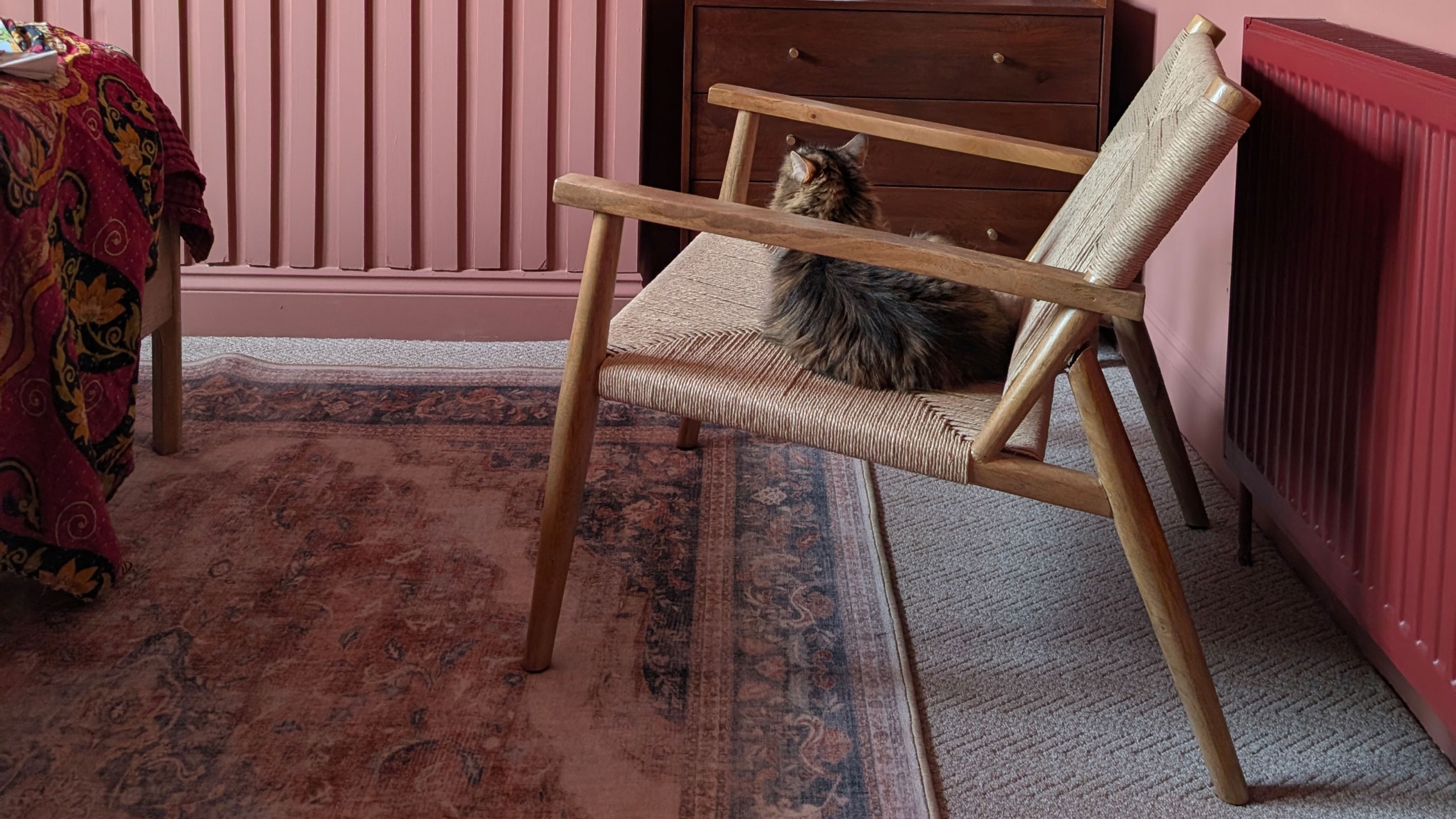Pink room with neutral carpet topped by pink toned oriental style rug, and cat sitting on wooden framed armchair