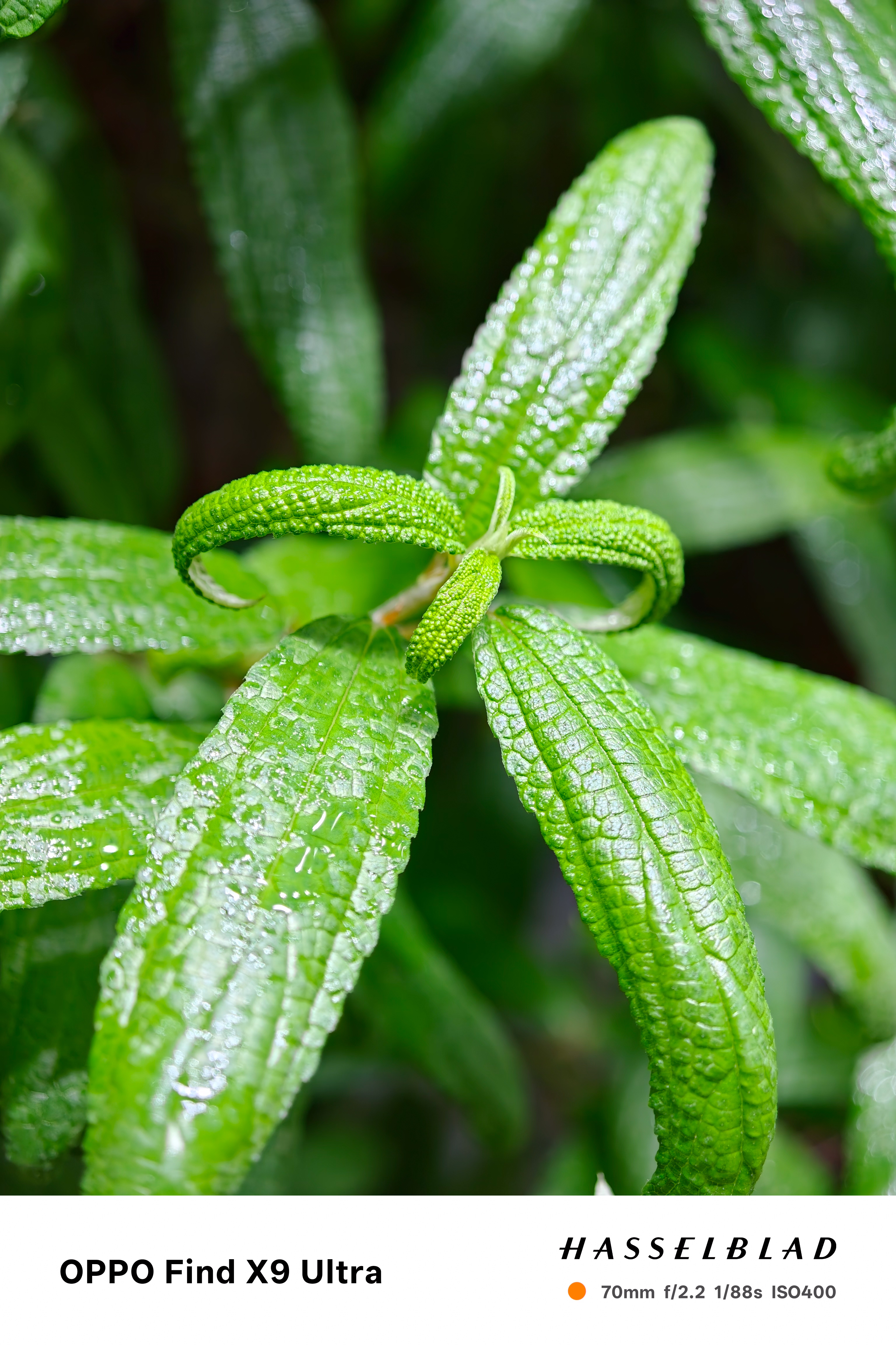 Macro close-up of glossy green leaves with curled new growth and water droplets