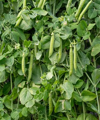 peas growing in a veg plot