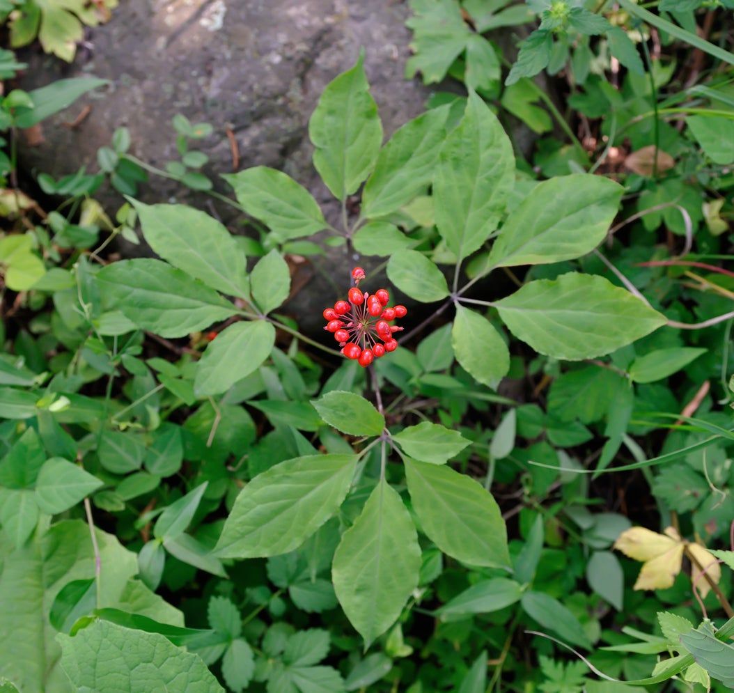 ginseng fertilizer